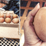 Un granjero encontró un huevo enorme debajo de una gallina: cuando vio lo que salía de él, no podía creer lo que veían sus ojos