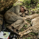 He Took a Nap on the Lawn — What the Cheetah Did Next Shocked Everyone